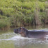 En Doradal se estima que hay 50 hipopótamos libres.
