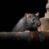 Los expertos sanitarios de Inglaterra aconsejan tapar todos los contenedores de basura para evitar atraer a los roedores.