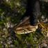 Las pitones birmanas generan graves impactos en el ecosistema de los Everglades.