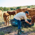 Es importante mencionar que lo métodos de cálculo de edad son complementados con observaciones generales de la condición física de las vacas.