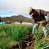 La Jurisdicción Agraria y Rural busca que campesinos despojados puedan recuperar sus tierras.