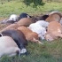 Las reces habrían fallecido en la vereda Caño Azul.