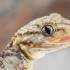 Gecko (Tarentola mauritanica). Imagen de referencia.