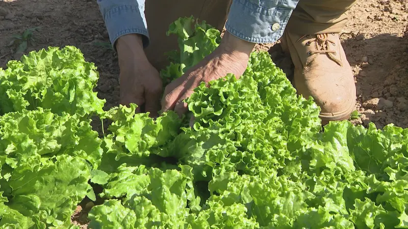 Story image: East End: Sang Lee Farms