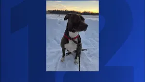 Badly abused pit bull rescued from Monticello put down due to ‘aggression issues’