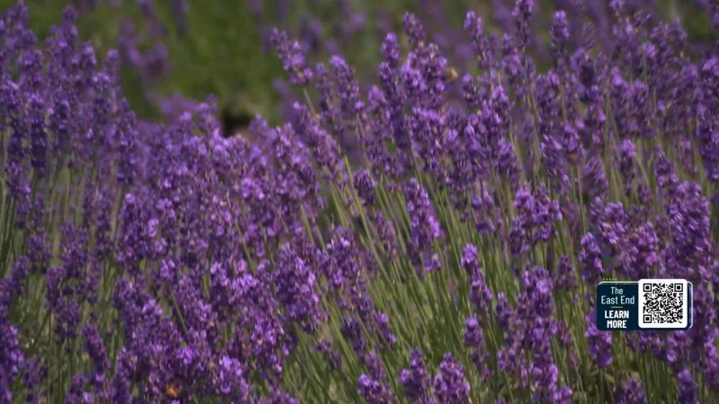 Story image: The East End: Lavender By the Bay in Calverton