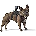 GoPro Fetch Dog Harness - Official GoPro Mount