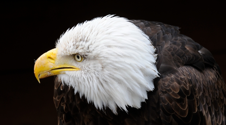 US Eagle