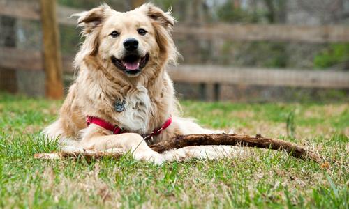 10 tips for awesome pet photos