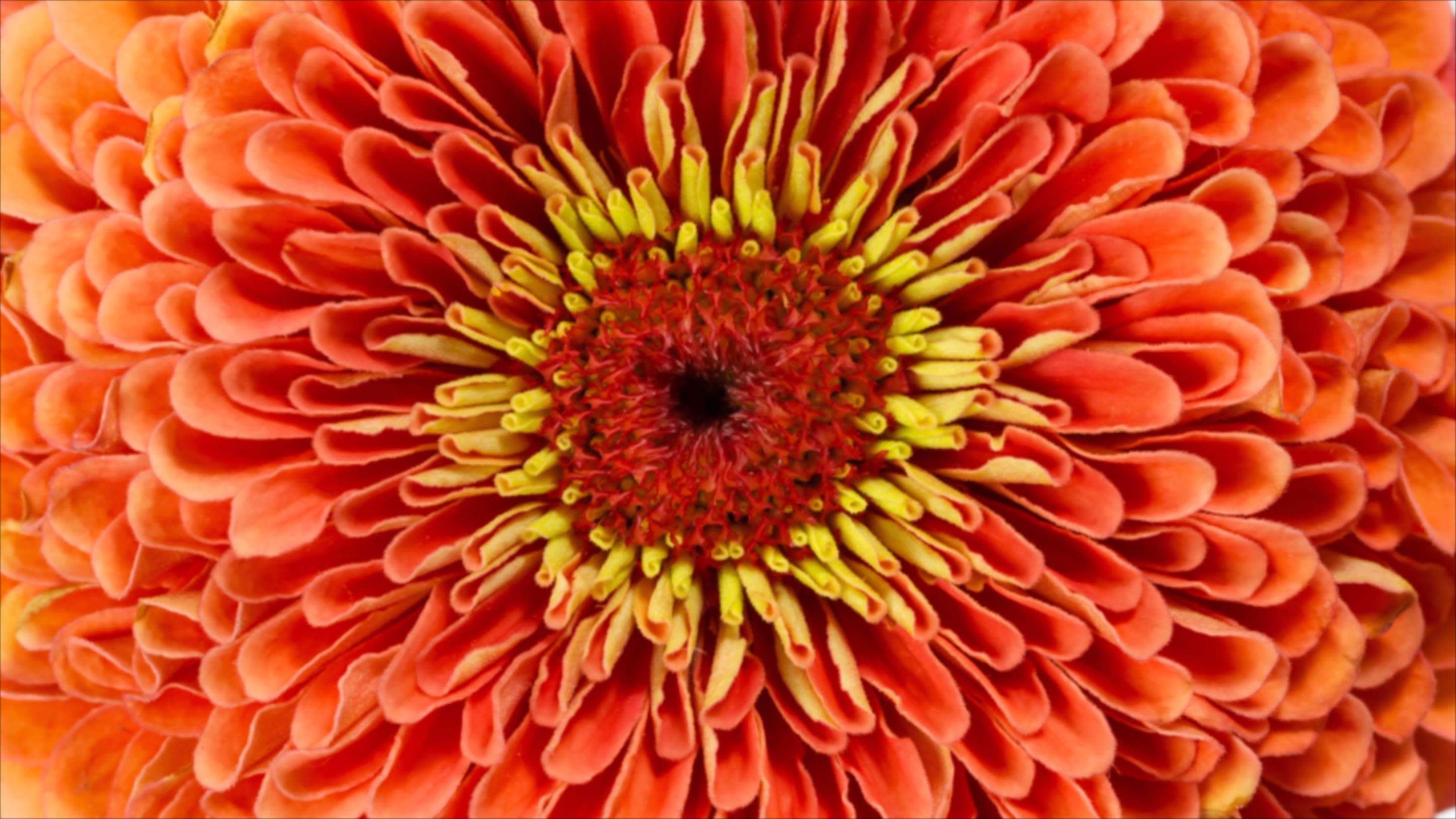 image of flower