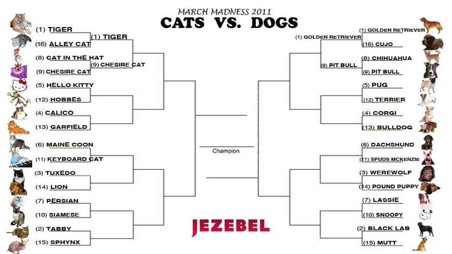 Cats vs. Dogs: An Intense Double-Header