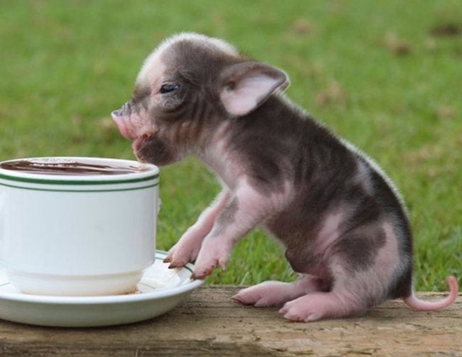 Pigs Will Eat The Poop Right Out Of Your Butt