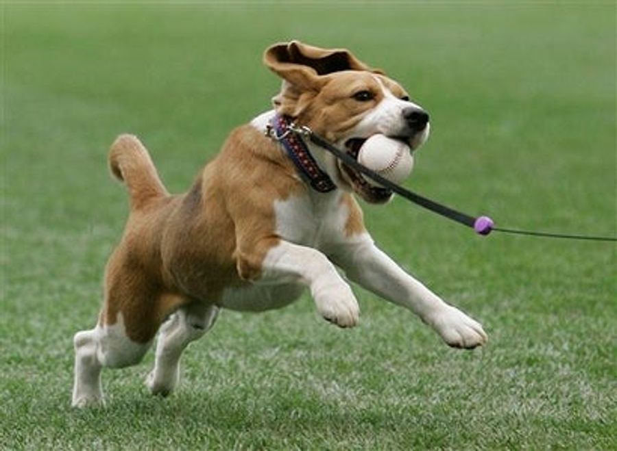 These Are Clapping Dogs, Rhythmic Dogs, First-Pitching Dogs, House Dogs, Street Dogs