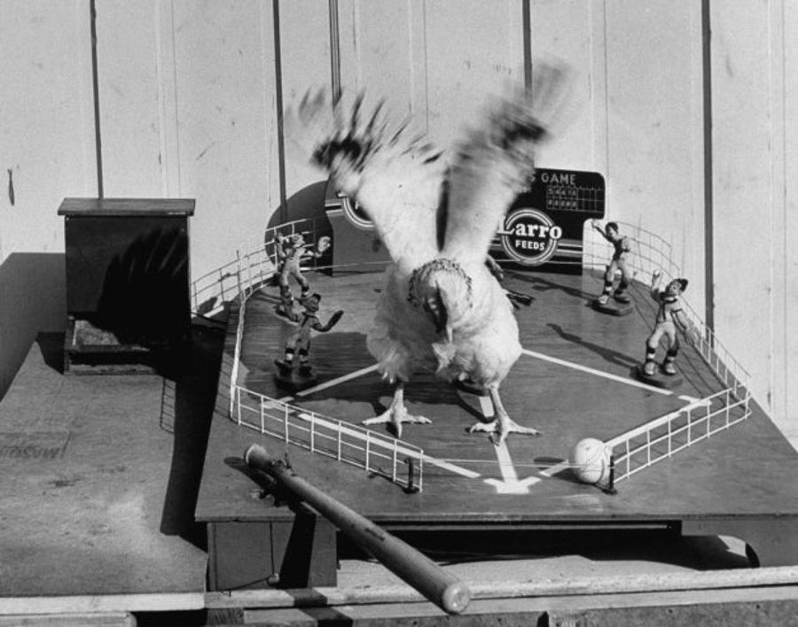 When Chickens Play Baseball, We All Win