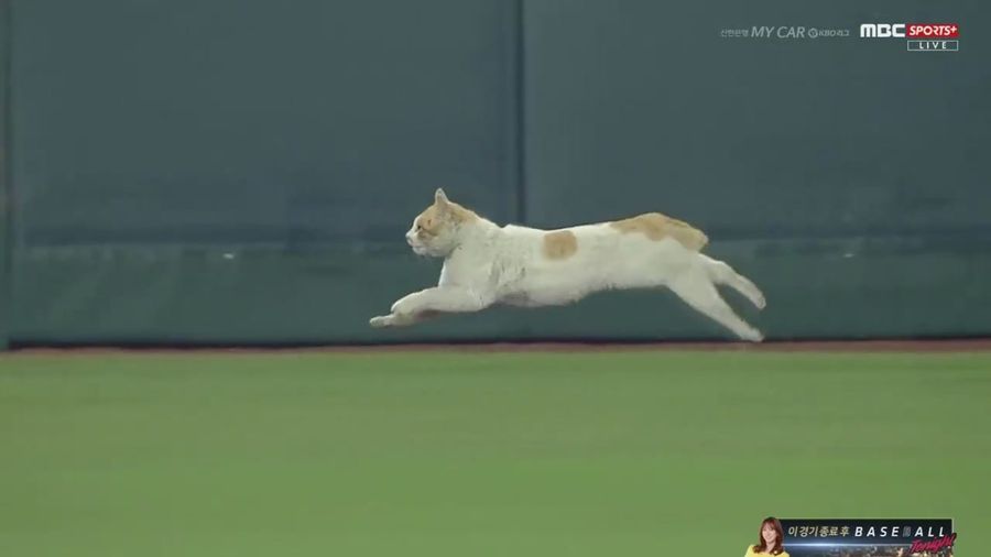 Cat On The Field Interrupts Korean Baseball Game