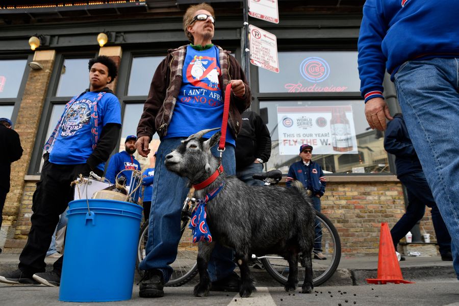 This time the Cubs can't blame Billy Goat