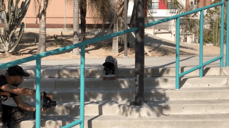 Skateboarding Dog Crushes Stair Sets? Skateboarding Dog Crushes Stair Sets