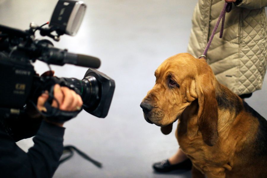 Q&amp;A: Nathan, A Bloodhound That Did Not Win The Westminster Dog Show