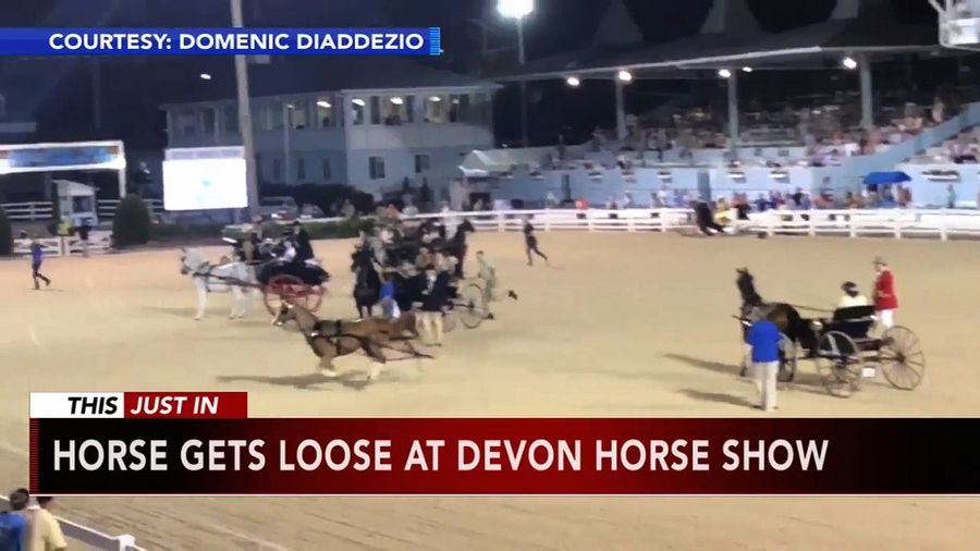 Fed-Up Horse Hops Fence, Briefly Escapes Horse Show