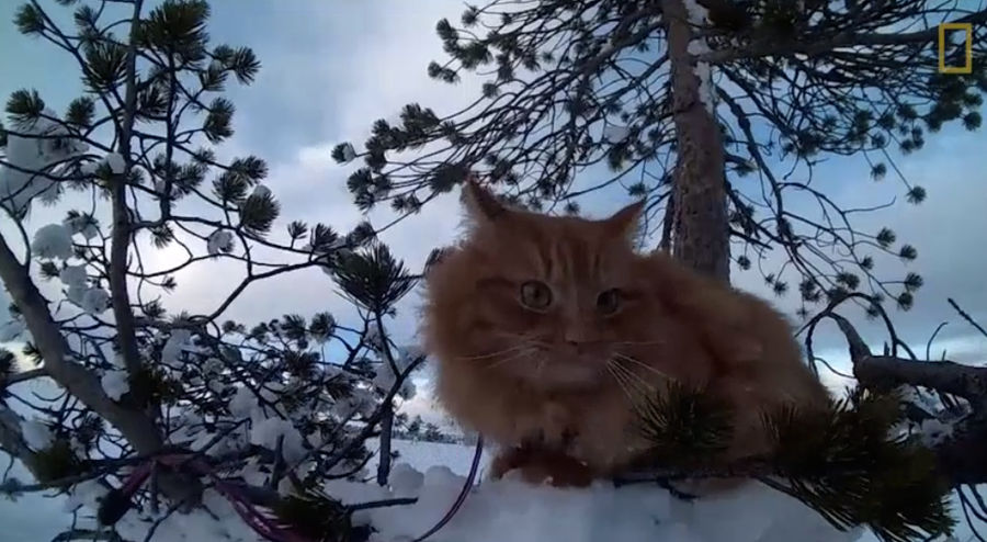 Lazy Skiier Forces Tiny Cat &#39;Jesper&#39; to Pull Her, Raising Important Questions About Animal Labor