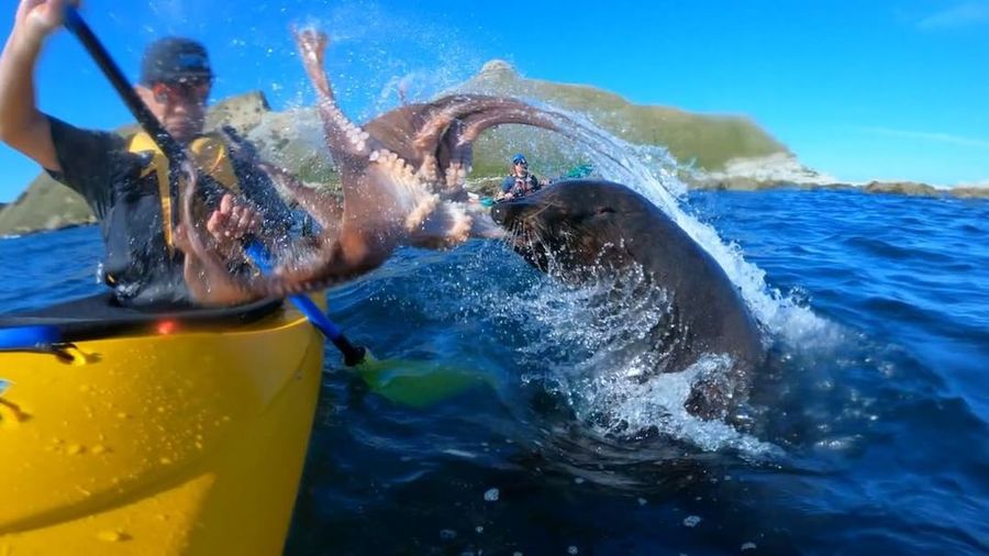 Seal Slaps The Bejesus Out Of Kayaker With Live Octopus