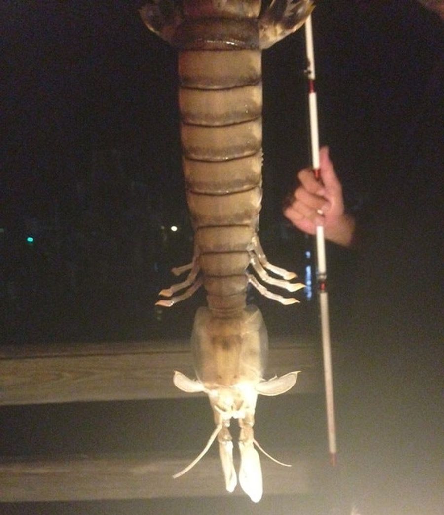 Fisherman Pulls Monstrous Nightmare Shrimp Out Of Ocean