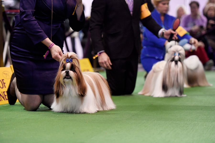 The Westminster Dog Show Is The Past And Future Of Obsessive Dog Ownership<em></em>