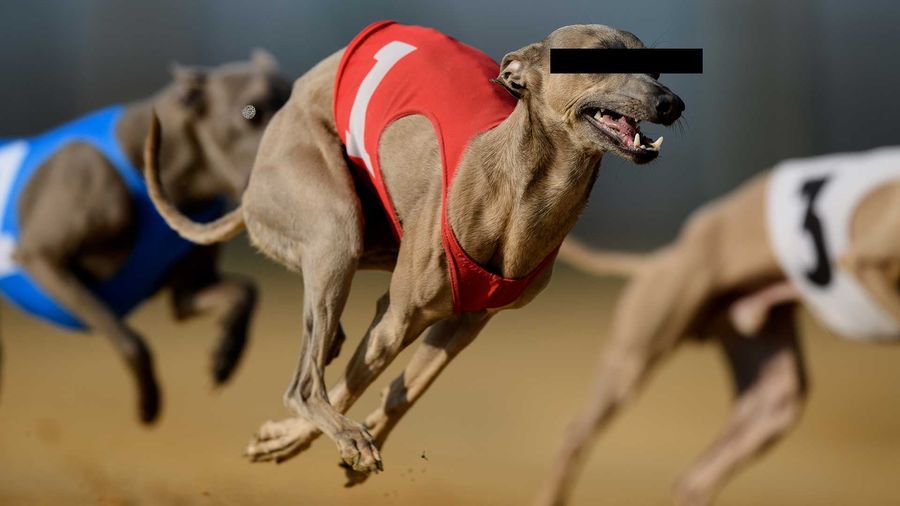 Report: Racing Greyhounds In Florida Tested Positive For Cocaine