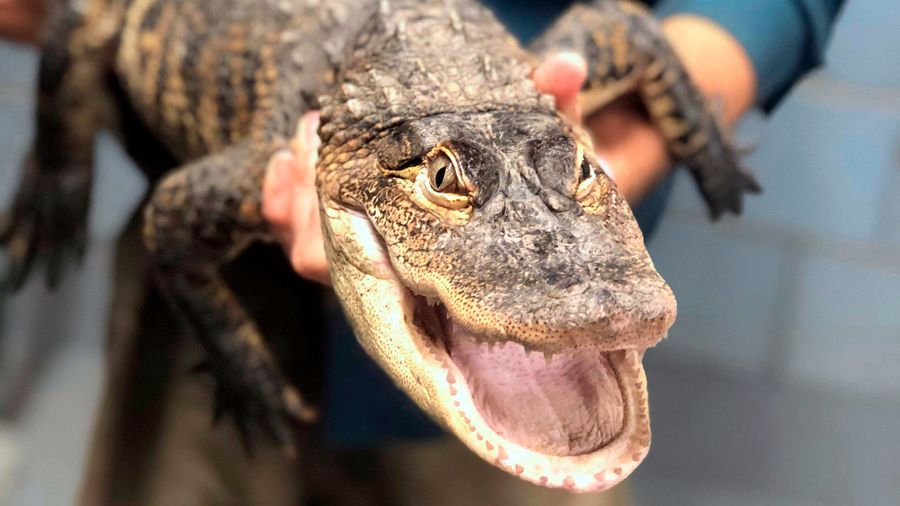 Let The Alligator Throw The First Pitch