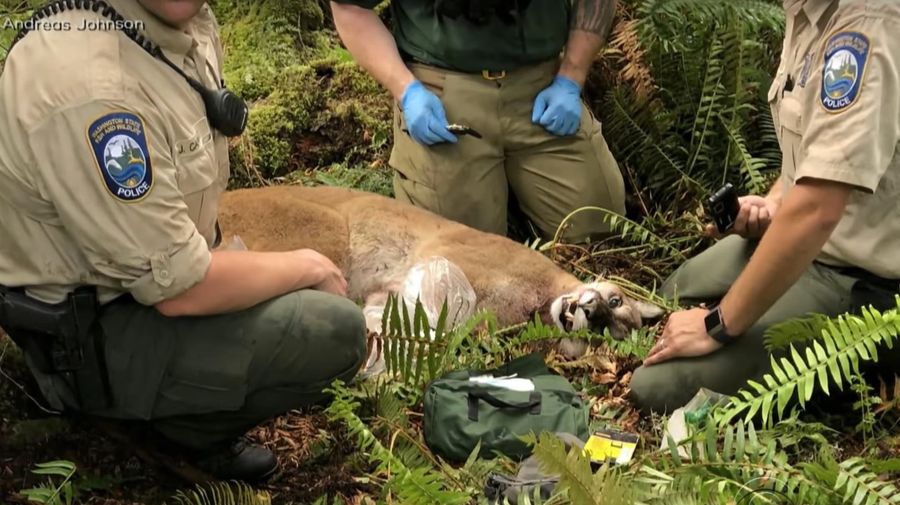 One Mountain Biker Dead, Another Injured After Scariest Possible Cougar Attack