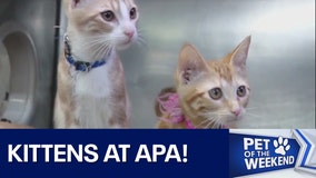 Kittens at Austin Pets Alive!