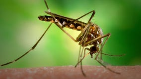 West Nile virus detected in Dallas County mosquitoes