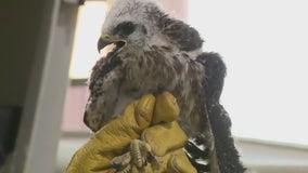 Hurricane Beryl: Austin Wildlife Rescue takes in over 70 birds from Houston