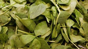 Fresh spinach products recalled after testing positive for listeria