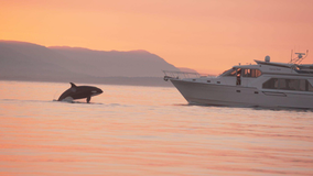 Orca nearly struck by boat, Puget Sound boater fined