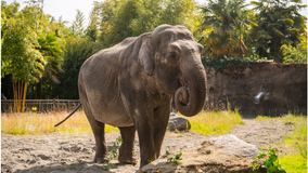 'Remembering Suki': Point Defiance Zoo in Tacoma says goodbye to beloved elephant