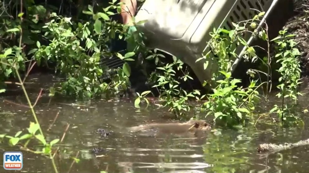 A family of seven beavers released into a watershed deep in the southern Sierra Nevada marks a significant milestone in conservation and restoration efforts in the region after years of work by the Tule River Tribe.