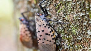 Invasive pest ready to swarm and eat its way across America