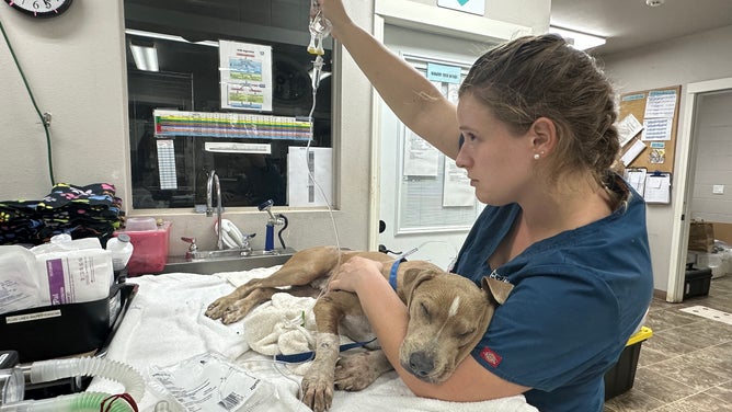 Animals injured from wildfires in Hawaii.