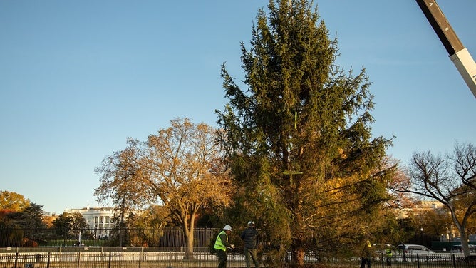 The National Park Service collaborates with Forest Service on new tree for National Christmas Tree Lighting