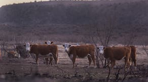 Texas A&M Veterinary Emergency Team receives award for valiant response to historic Smokehouse Creek Fire