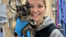 Rare intersex kitten defies feline genetics, surprises vets at Oregon shelter