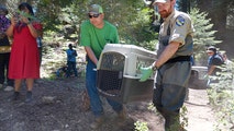 Beavers return to California tribe land after decades of disappearance in effort to bring water to land