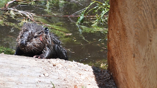 After years of work by the Tule River Tribe, a family of seven beavers has been released into the South Fork Tule River watershed on the Tule River Indian Reservation as part of a multi-year beaver reintroduction effort done in partnership with the California Department of Fish and Wildlife (CDFW).