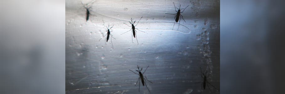 CDC warns of surge in travel-related dengue fever cases in US
