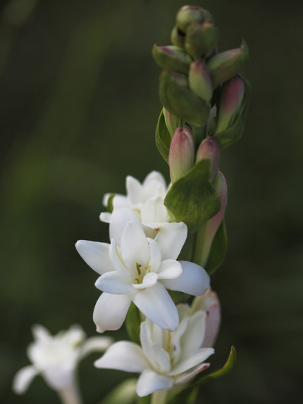 Tuberosa: la fragranza sexy, vietata alle donne