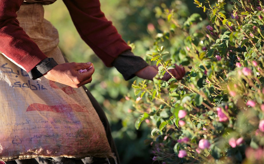 Eau de Parfum, acqua, colonia o estratto? Guida alla scelta del jus 