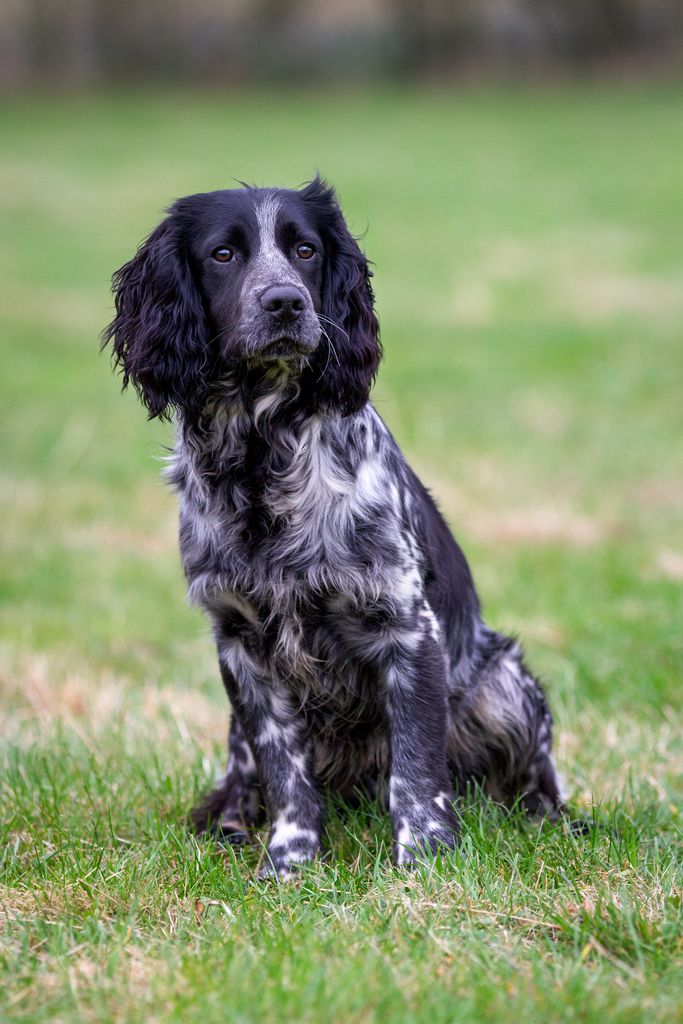 James martin dog cooper