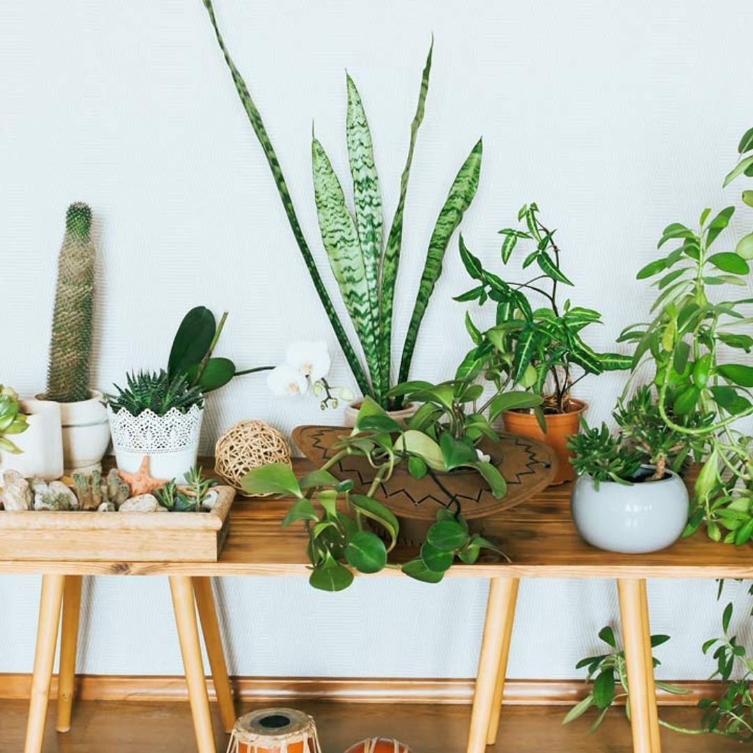 8 best houseplants you need to combat stress and depression