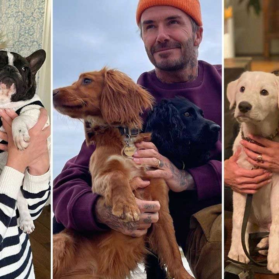 9 super-cute times celebrity pets interrupted workouts: David Beckham, Jennifer Aniston & more